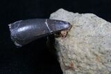 Great Jurassic Croc Tooth In Matrix - Morrison Formation #5568-1